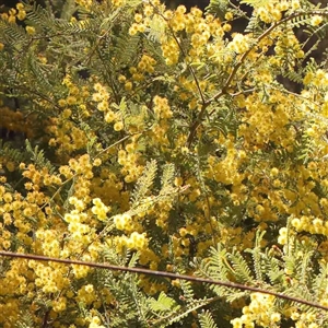 Acacia cardiophylla at Gundaroo, NSW - 20 Sep 2024 10:13 AM