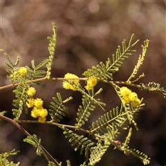 Acacia cardiophylla at Gundaroo, NSW - 20 Sep 2024 10:13 AM