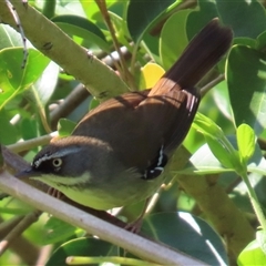 Sericornis frontalis (White-browed Scrubwren) at Kangaroo Valley, NSW - 10 Sep 2024 by lbradley