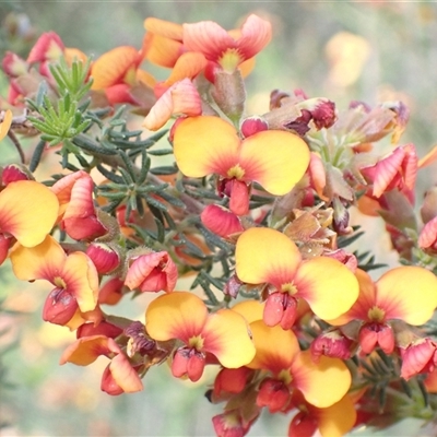 Dillwynia phylicoides (A Parrot-pea) at Bumbaldry, NSW - 19 Sep 2024 by AnneG1