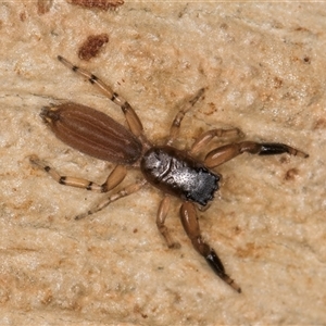 Holoplatys sp. (genus) at Bruce, ACT - 20 Sep 2024