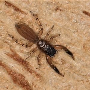 Holoplatys sp. (genus) at Bruce, ACT - 20 Sep 2024