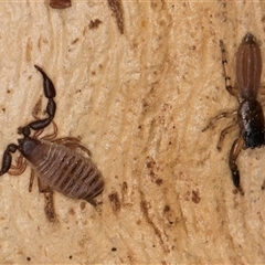 Holoplatys sp. (genus) at Bruce, ACT - 20 Sep 2024