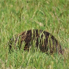 Tachyglossus aculeatus (Short-beaked Echidna) at Kangaroo Valley, NSW - 10 Sep 2024 by lbradley