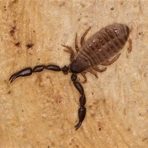 Chernetidae sp. (family) at Bruce, ACT - 20 Sep 2024