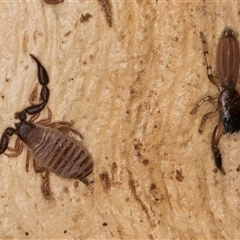 Chernetidae sp. (family) at Bruce, ACT - 20 Sep 2024