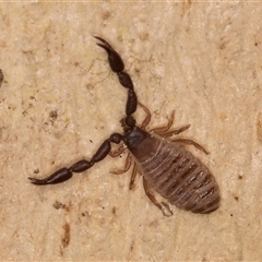 Chernetidae (family) at Bruce, ACT - 20 Sep 2024 09:49 AM