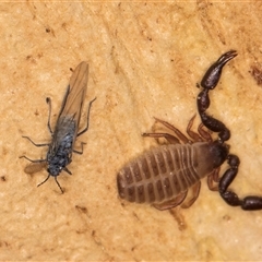 Chernetidae (family) at Bruce, ACT - 20 Sep 2024 09:49 AM