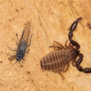 Chernetidae sp. (family) at Bruce, ACT - 20 Sep 2024