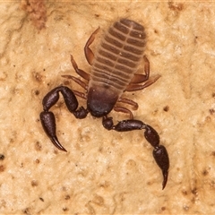 Chernetidae sp. (family) at Bruce, ACT - 20 Sep 2024