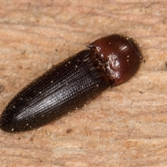 Hapatesus sp. (genus) (Hapatesus click beetle) at Bruce, ACT - 19 Sep 2024 by kasiaaus