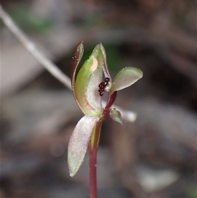 Chiloglottis trapeziformis (Diamond Ant Orchid) at Jerrabomberra, NSW - 18 Sep 2024 by AnneG1