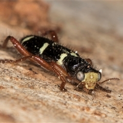 Lemidia nitens (A clerid beetle) at Bruce, ACT - 19 Sep 2024 by kasiaaus