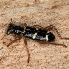 Lemidia nitens at Bruce, ACT - 20 Sep 2024