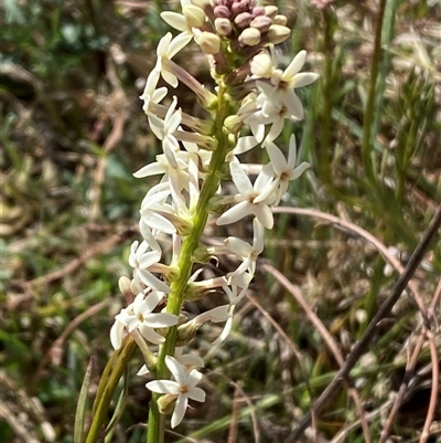 Stackhousia monogyna (Creamy Candles) at Whitlam, ACT - 20 Sep 2024 by SteveBorkowskis