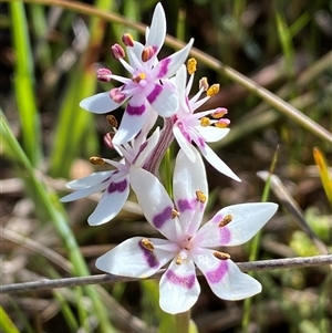 Wurmbea dioica subsp. dioica at Yarralumla, ACT - 20 Sep 2024