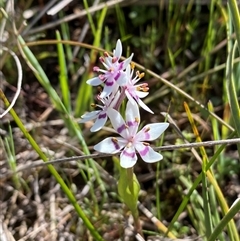 Wurmbea dioica subsp. dioica at Yarralumla, ACT - 20 Sep 2024