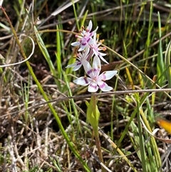 Wurmbea dioica subsp. dioica at Yarralumla, ACT - 20 Sep 2024 09:18 AM