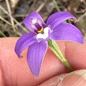 Glossodia major at Cook, ACT - suppressed