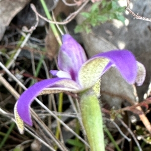 Glossodia major at Cook, ACT - suppressed