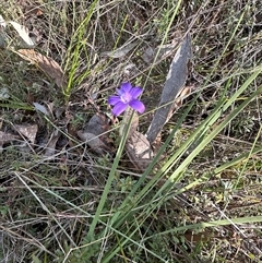 Glossodia major at Cook, ACT - suppressed