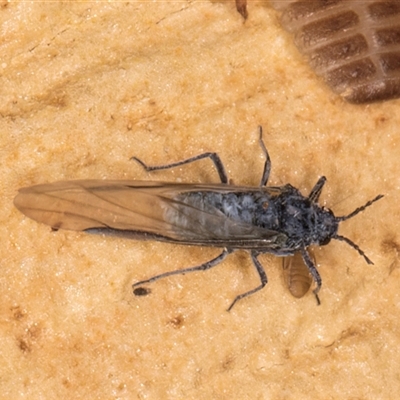 Aphididae (family) (Unidentified aphid) at Bruce, ACT - 19 Sep 2024 by kasiaaus