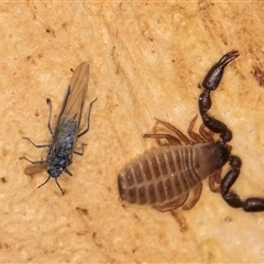 Aphididae (family) at Bruce, ACT - 20 Sep 2024 09:48 AM