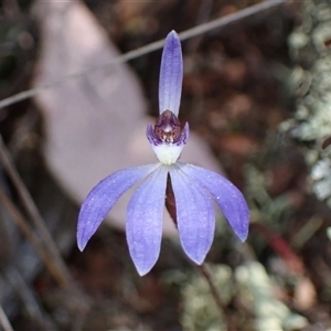 Cyanicula caerulea at Jerrabomberra, NSW - suppressed