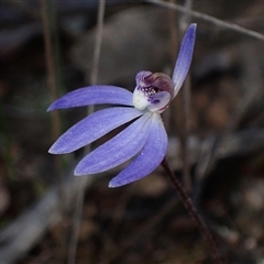 Cyanicula caerulea at Jerrabomberra, NSW - suppressed