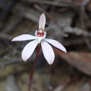 Caladenia fuscata at Jerrabomberra, NSW - suppressed