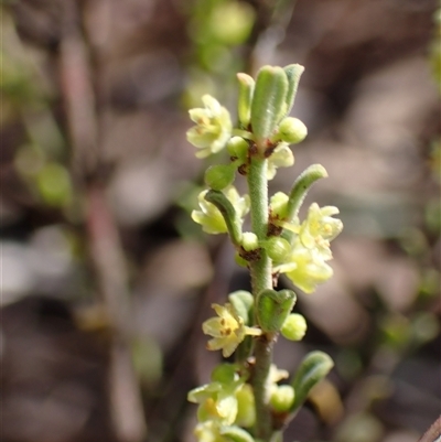 Phyllanthus occidentalis (Thyme Spurge) at Jerrabomberra, NSW - 18 Sep 2024 by AnneG1