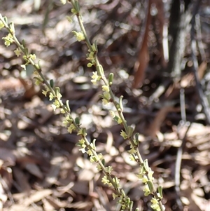 Phyllanthus occidentalis at Jerrabomberra, NSW - 18 Sep 2024