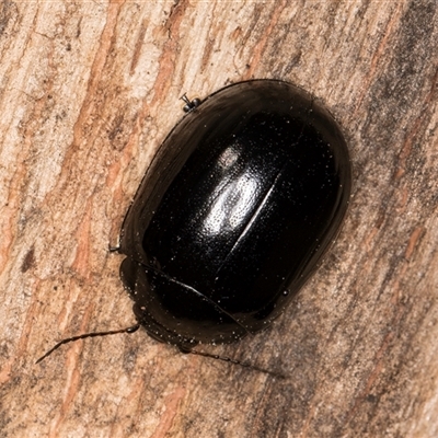 Paropsisterna morio (Morio leaf beetle) at Bruce, ACT - 20 Sep 2024 by kasiaaus