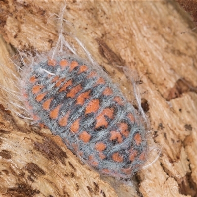 Monophlebulus sp. (genus) (Giant Snowball Mealybug) at Bruce, ACT - 19 Sep 2024 by kasiaaus