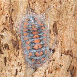 Monophlebulus sp. (genus) at Bruce, ACT - 20 Sep 2024 09:56 AM