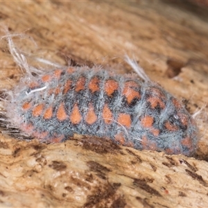 Monophlebulus sp. (genus) at Bruce, ACT - 20 Sep 2024 09:56 AM