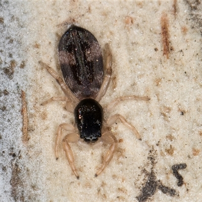 Holoplatys sp. (genus) (Unidentified Holoplatys jumping spider) at Bruce, ACT - 20 Sep 2024 by kasiaaus