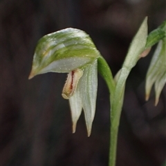 Bunochilus montanus (ACT) = Pterostylis jonesii (NSW) (Montane Leafy Greenhood) at Jerrabomberra, NSW - 18 Sep 2024 by AnneG1