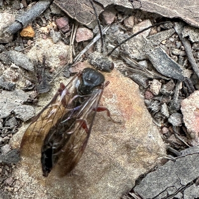 Eirone sp. (genus) (A flower wasp) at Cook, ACT - 20 Sep 2024 by lbradley