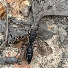 Eirone sp. (genus) at Cook, ACT - 20 Sep 2024