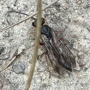 Eirone sp. (genus) at Cook, ACT - 20 Sep 2024 03:26 PM