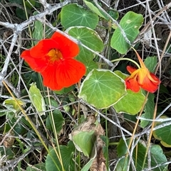 Tropaeolum majus (Nasturtium) at Ulladulla, NSW - 20 Sep 2024 by Clarel