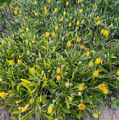 Gazania rigens (Treasure Flower) at Ulladulla, NSW - 20 Sep 2024 by Clarel