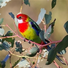 Platycercus eximius (Eastern Rosella) at Ainslie, ACT - 18 Sep 2024 by jb2602