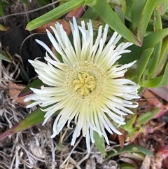 Carpobrotus sp. (A Pigface) at Ulladulla, NSW - 20 Sep 2024 by Clarel