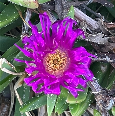 Carpobrotus glaucescens (Pigface) at Ulladulla, NSW - 20 Sep 2024 by Clarel