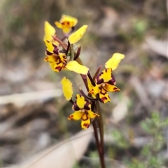 Diuris pardina (Leopard Doubletail) at Captains Flat, NSW - 20 Sep 2024 by Csteele4