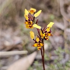 Diuris pardina at Captains Flat, NSW - suppressed