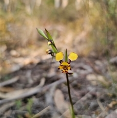 Diuris pardina at Captains Flat, NSW - suppressed