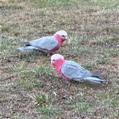 Eolophus roseicapilla (Galah) at Braddon, ACT - 18 Sep 2024 by Hejor1